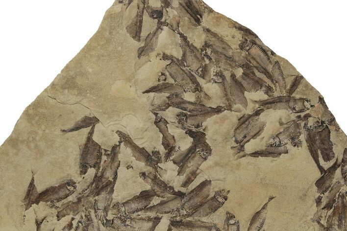 Fossil Fish (Gosiutichthys) Mortality Plate - Wyoming #212117